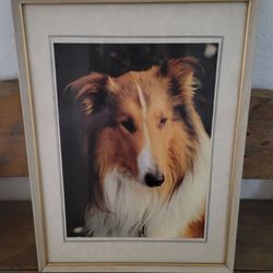 Framed Collie Print