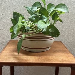 Cream & Terracotta Plant Pot From Lowe’s 
