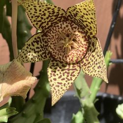 Staple is Starfish Cactus