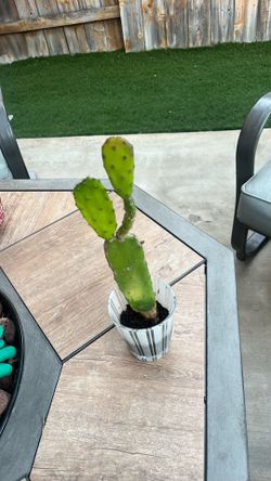 Cactus 🌵 plant 🪴