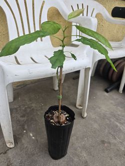 Aguacate ya injertado  grafted abocado