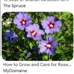 Garden Rose Of Sharon