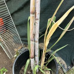 Purple Sugarcane In 15 Gallons Pot