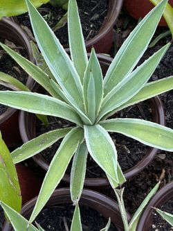 Caribbean Agave Plants