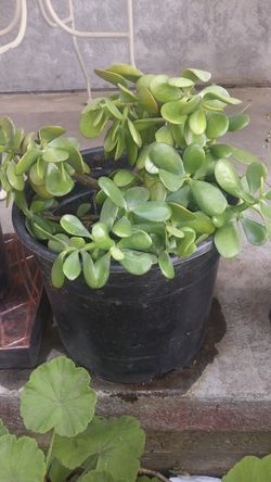 Succulents: Jade Plants 8.00 each. Healthy and ready to plant...