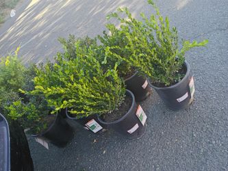 8 Boxwood 'Winter Gem' Shrubs
