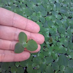 Dwarf water lettuce pond floating plants aquarium