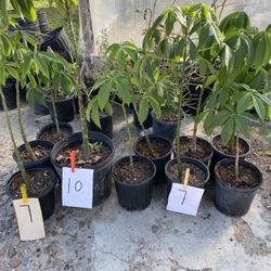 Plantas Árboles De Ceiba