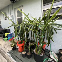 Dragonfruit varieties 