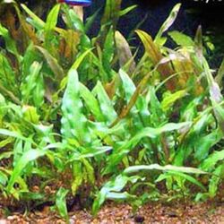 Aquarium Plants $5 Each