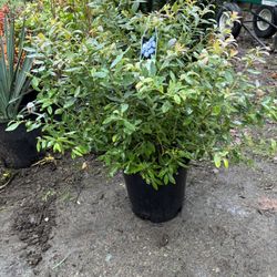 Sunshine Blue Evergreen Blueberry 2gal