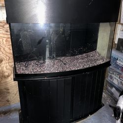 Fish Tank