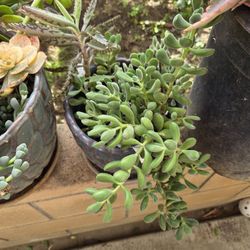 Variety of Succulent Plants