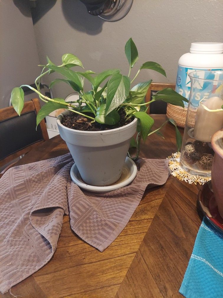 Philadelphia plant