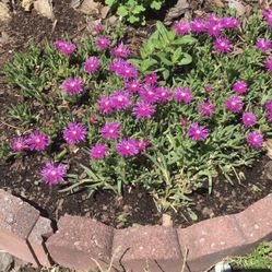 Ice Plants Perennial Ground Covered Plants