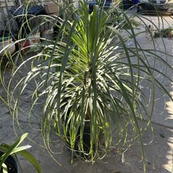 Pata De Elefante Bote En 15 Gls