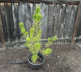 Japanese Black Pine Trees $25 each
