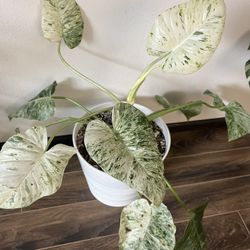 Philodendron Giganteum 