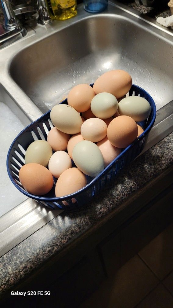 Fresh Eggs For Sale
