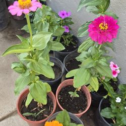 Flower Plants For Sale 