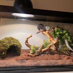Snake/Reptile Tank & Accessories