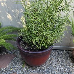 Potted Plants With Firecracker Succulent Great Condition