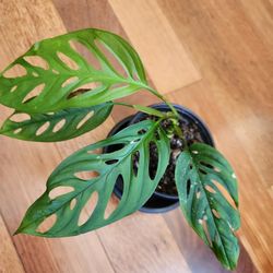 Monstera Obliquea Indoor Plant 