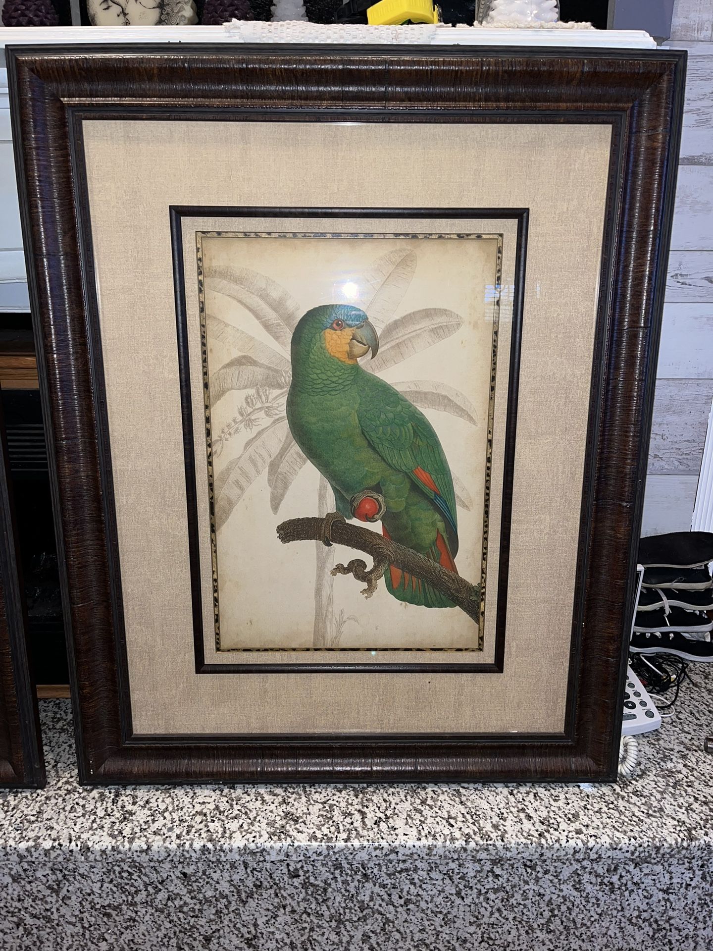 Parrot Pictures