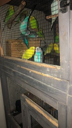Parakeet brid