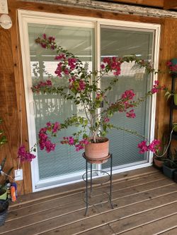 Homegrown Blooming Queen Of Tropical Natives Gorgeous Bougainvillea Plant Houseplant Tree w/pot