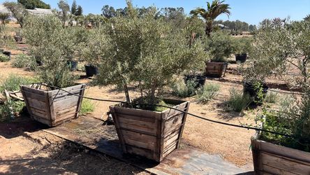 Olive trees