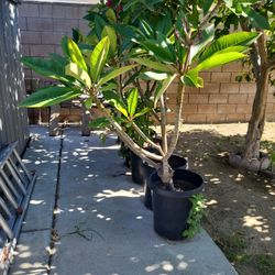 Plumerias 