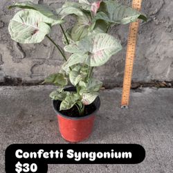 Plants For Sale 