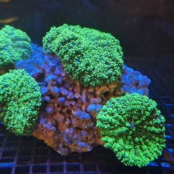 Hairy Mushroom Combo Rock 