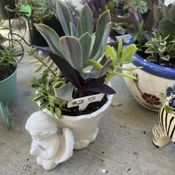 Angel Succulent Planter