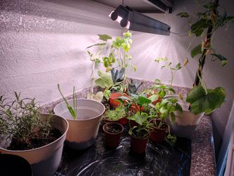 Garden plants