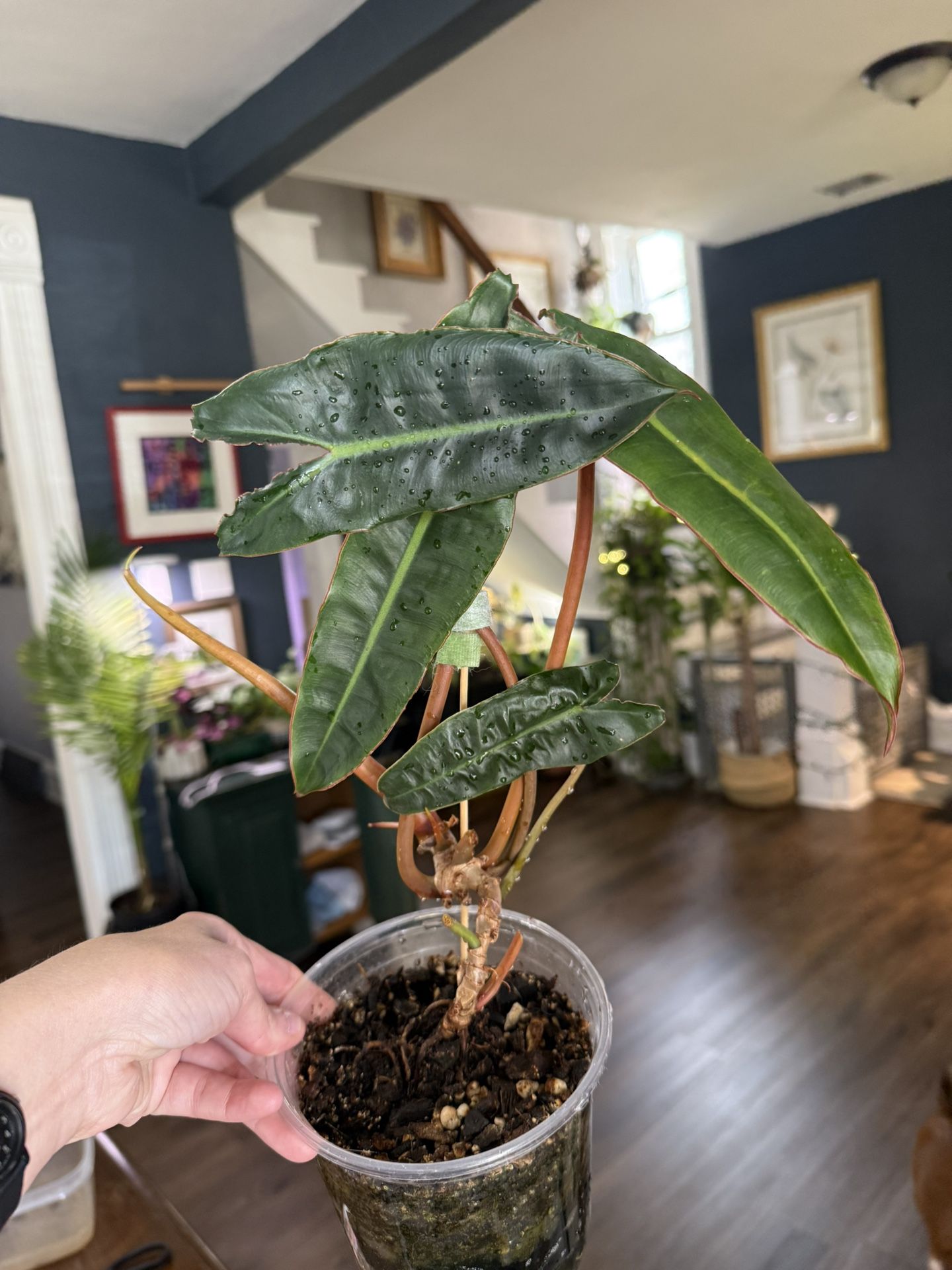 Philodendron Billietiae plant