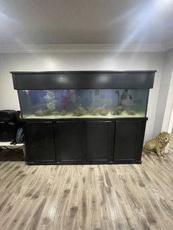 Large Aquarium Saltwater