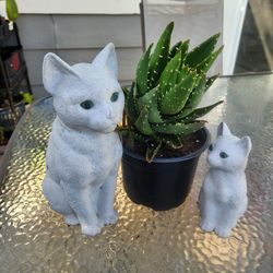 Succulent in pot