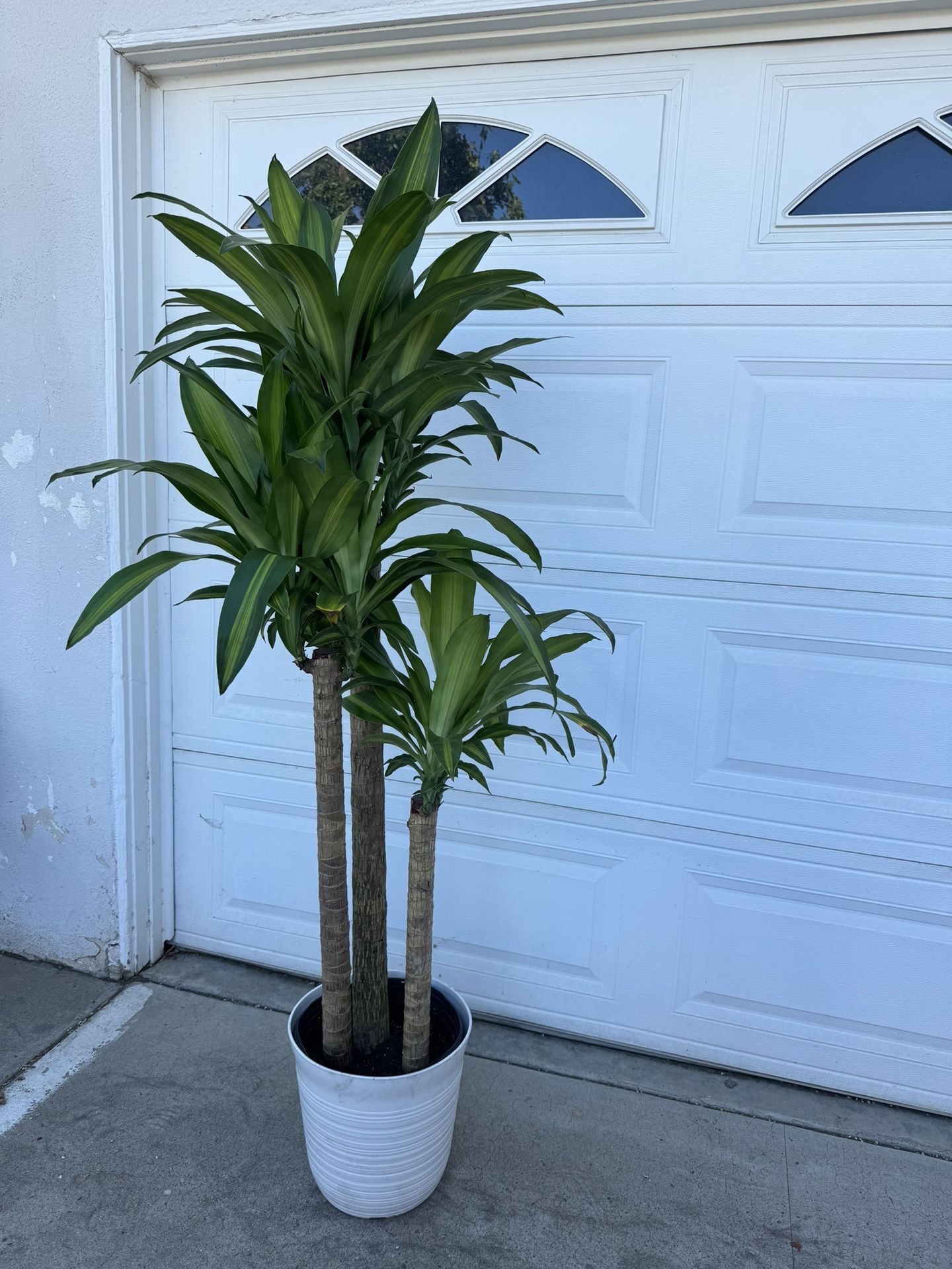 Variegated Dracaena 3 Plants In The Pot