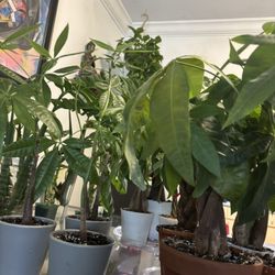 Money Tree Plants PACHIRA AQUATICA Available 