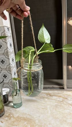 Cut money plant in water