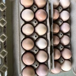 Farm fresh eggs
