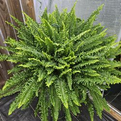 Boston Fern live plants