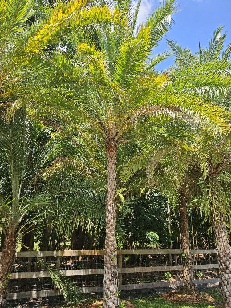 Silvester  Palms  Sale 10 Available Ask For Prices 