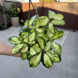 6” Hoya Lisa
