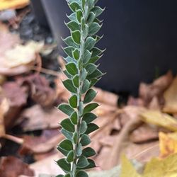 LIVE Acacia vestita Starter Plant