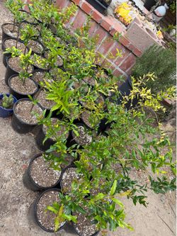 Pomegranate Saplings
