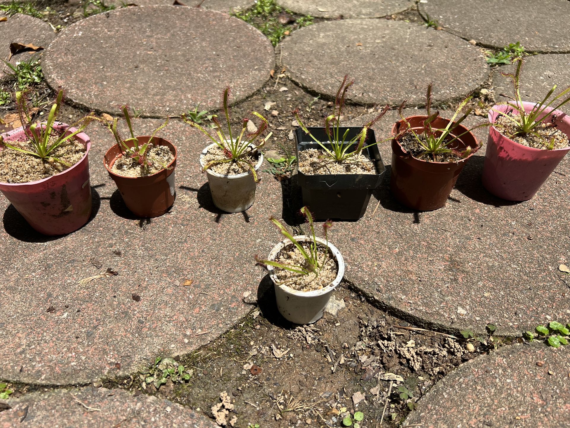 Sundew Pond/Aquatic Plants (pls Read Description Below)