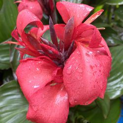 Bright Pink Canna Lilies